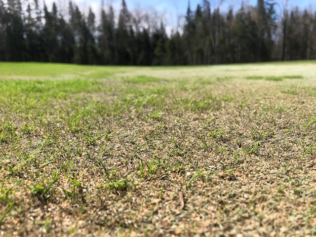 A close up of the 14 green showing progress of germination.