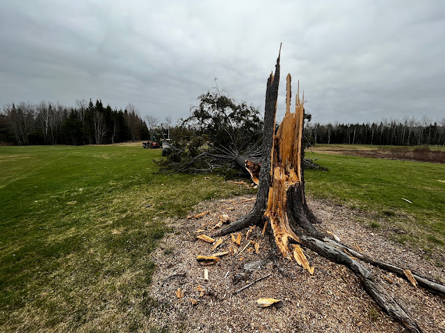 A large tree broken on the golf green.