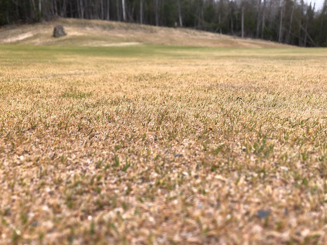 A close up view of the damage to the 13 green.