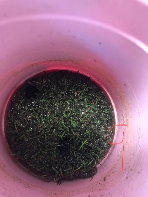 A pink bucket holding a sample of the green. It is showing signs of growth.